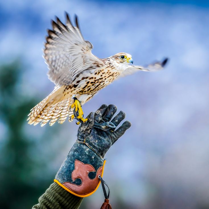 3 Hour Falconry Experience product image