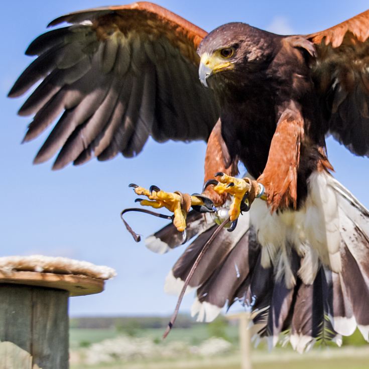 3 Hour Falconry Experience product image
