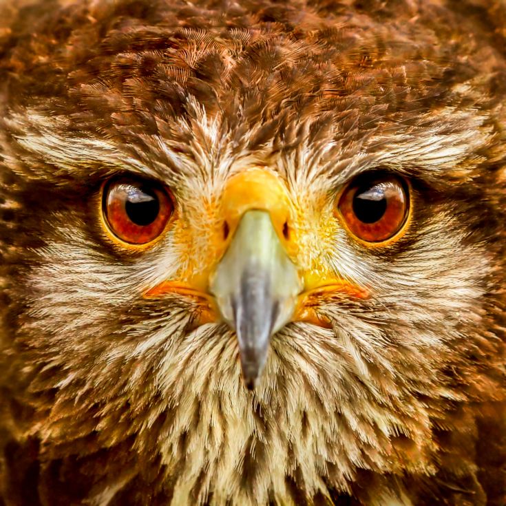 3 Hour Falconry Experience product image