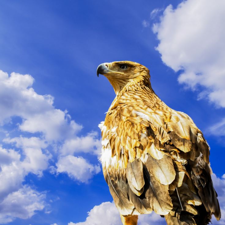 3 Hour Falconry Experience product image