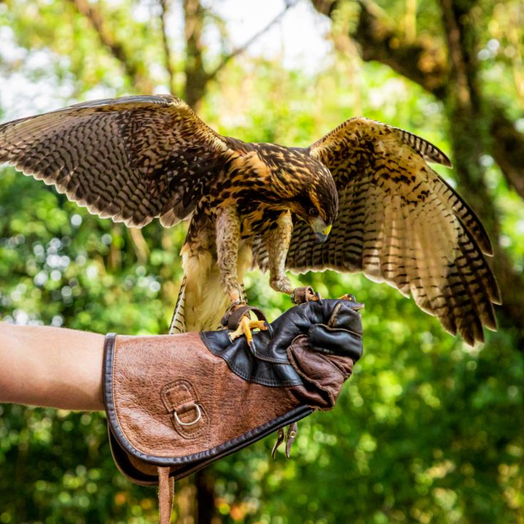 3 Hour Falconry Experience product image