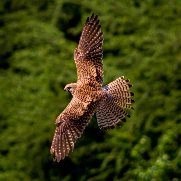 3 Hour Falconry Experience product image