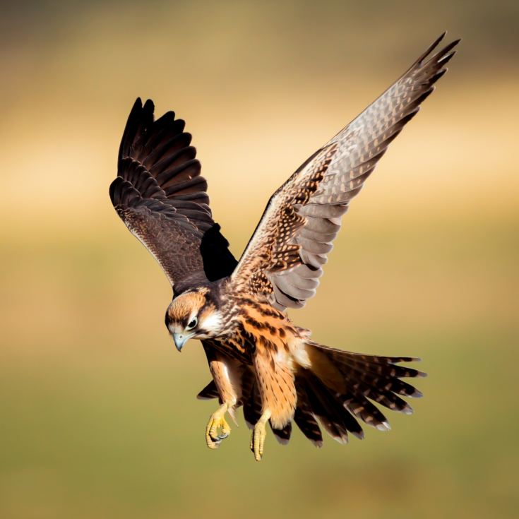 3 Hour Falconry Experience product image