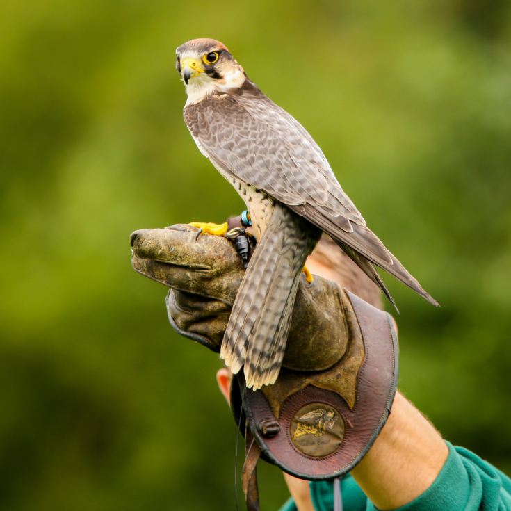 3 Hour Falconry Experience product image