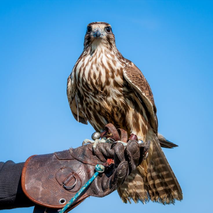 3 Hour Falconry Experience product image