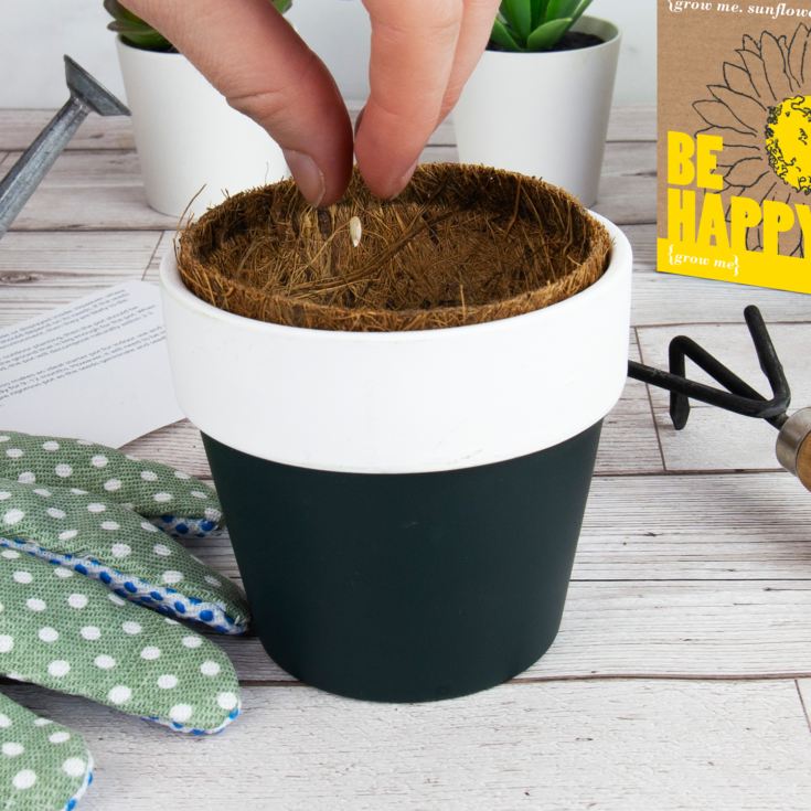 Grow Me: Be Happy Sunflower Kit product image