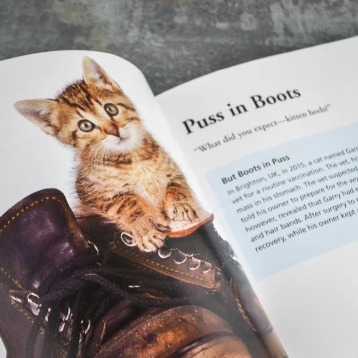 Cats Gone Bad Real Life Stories Book product image