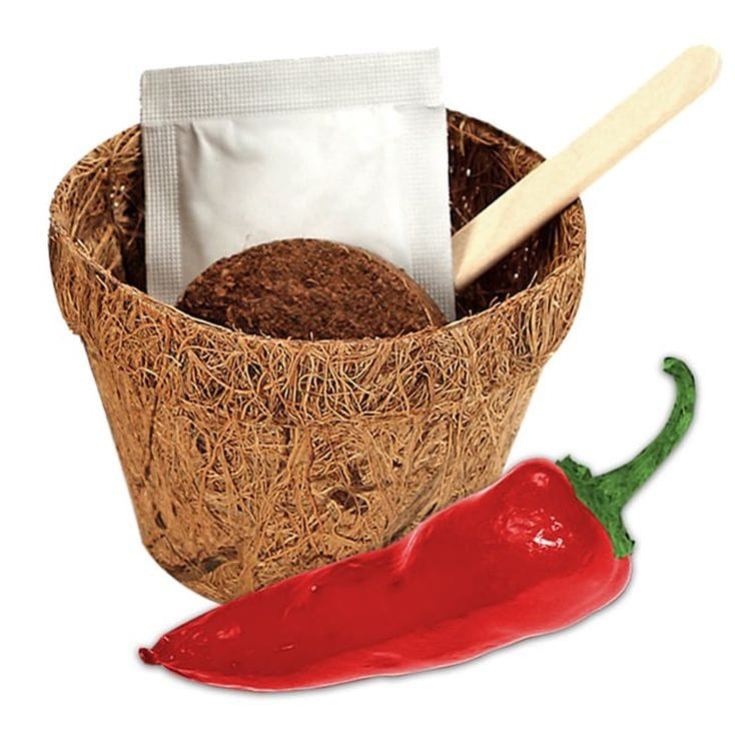 Grow Your Own Chilli Plants - Grow Me Hot Stuff product image