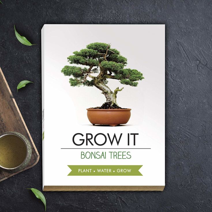Grow it - Bonsai Tree product image