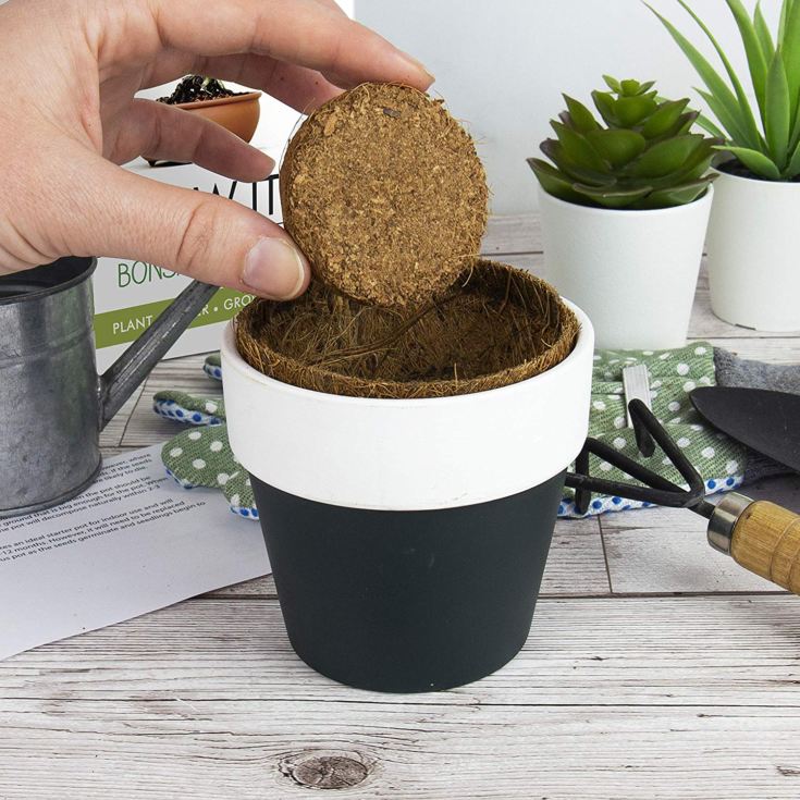 Grow it - Bonsai Tree product image