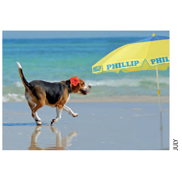 Personalised Dog Calendar product image