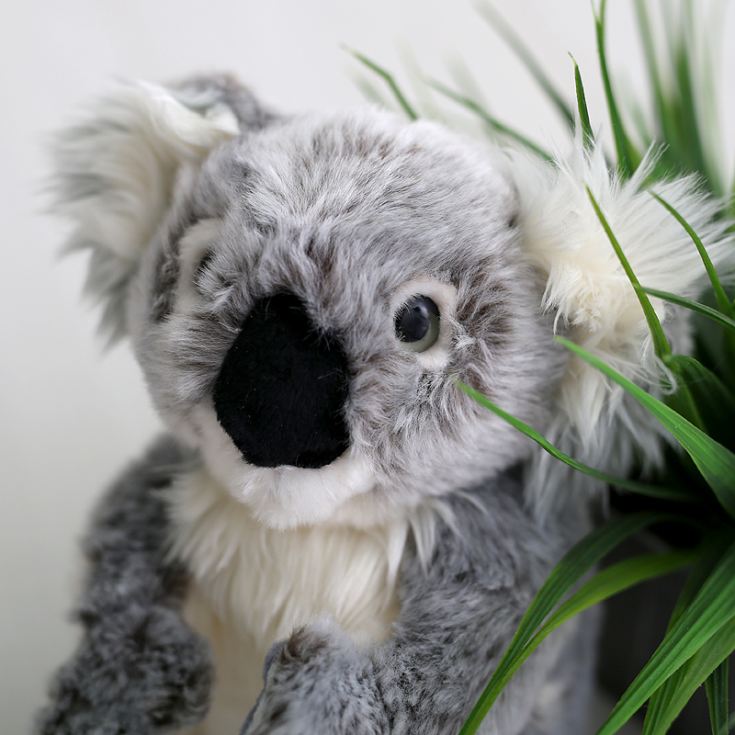 Koala Bear Soft Cuddly Toy The Gift Experience