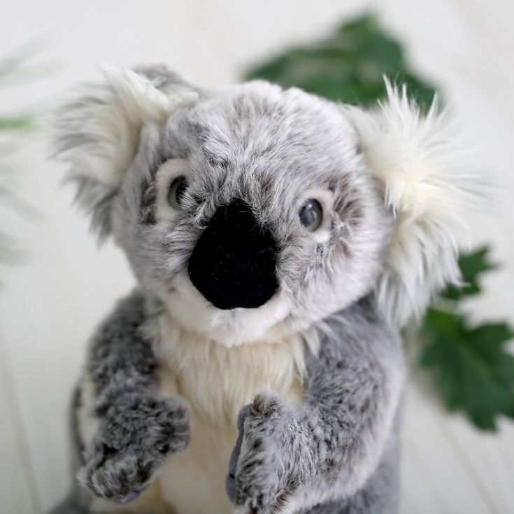 Koala Bear Soft Cuddly Toy The Gift Experience