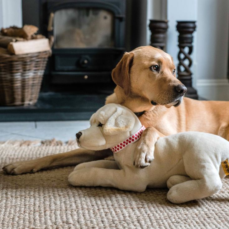 Labrador Soft Toy The Gift Experience