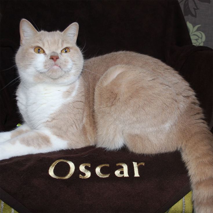 Large Personalised Pet Blanket product image