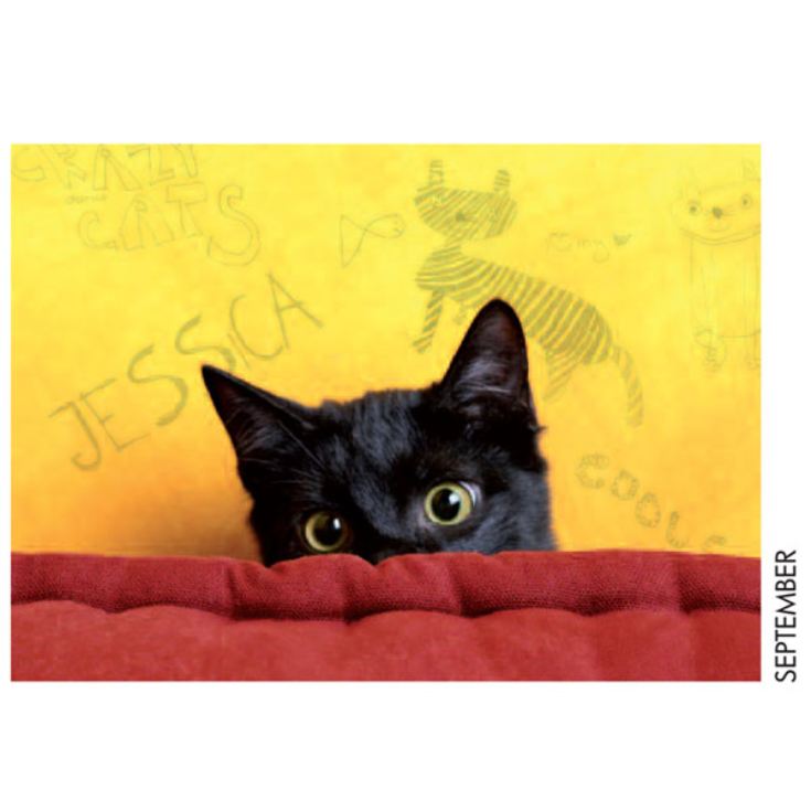 Personalised Cat Calendar product image