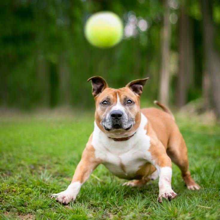 Dog Ball Launcher The Gift Experience