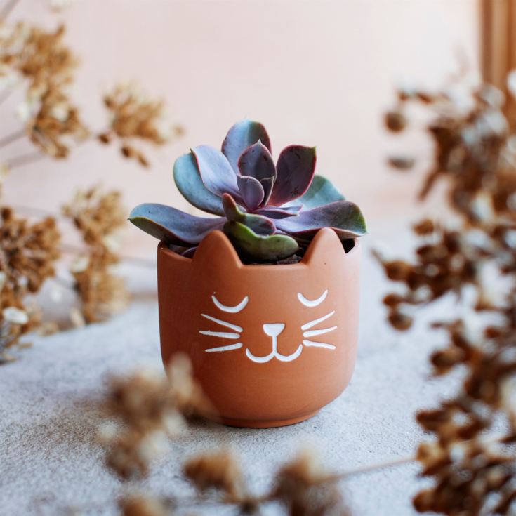 Mini Cat's Whiskers Terracotta Planter product image