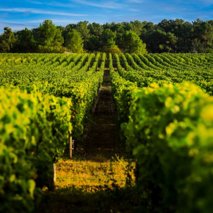 Vineyard & Distillery Tours & Tastings product image