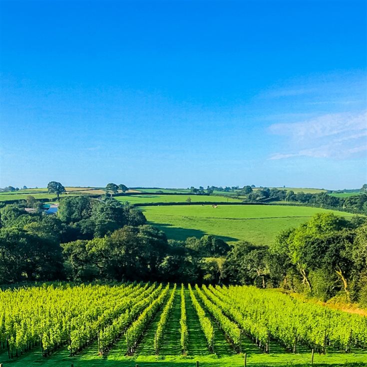 Tour and Tasting for Two at The Velfrey Vineyard product image