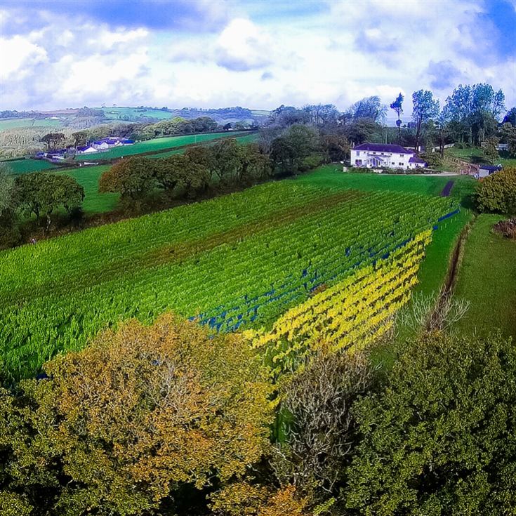 Tour and Tasting for Two at The Velfrey Vineyard product image