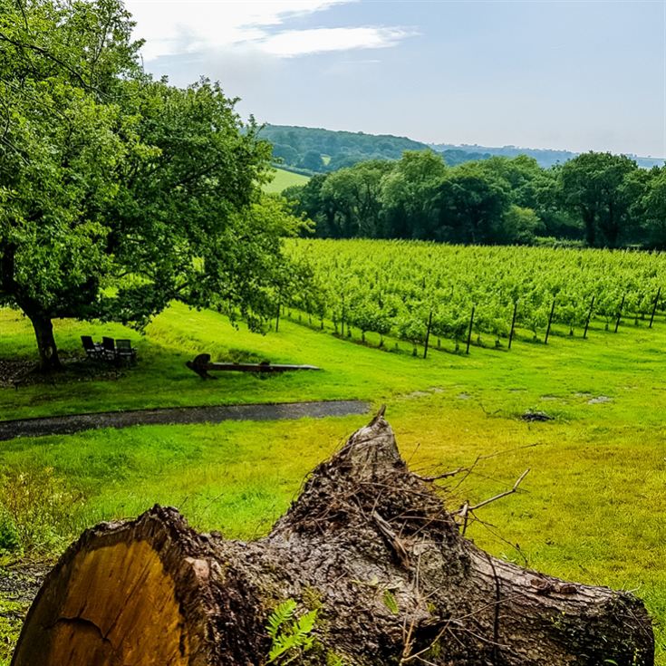 Tour and Tasting for Two at The Velfrey Vineyard product image