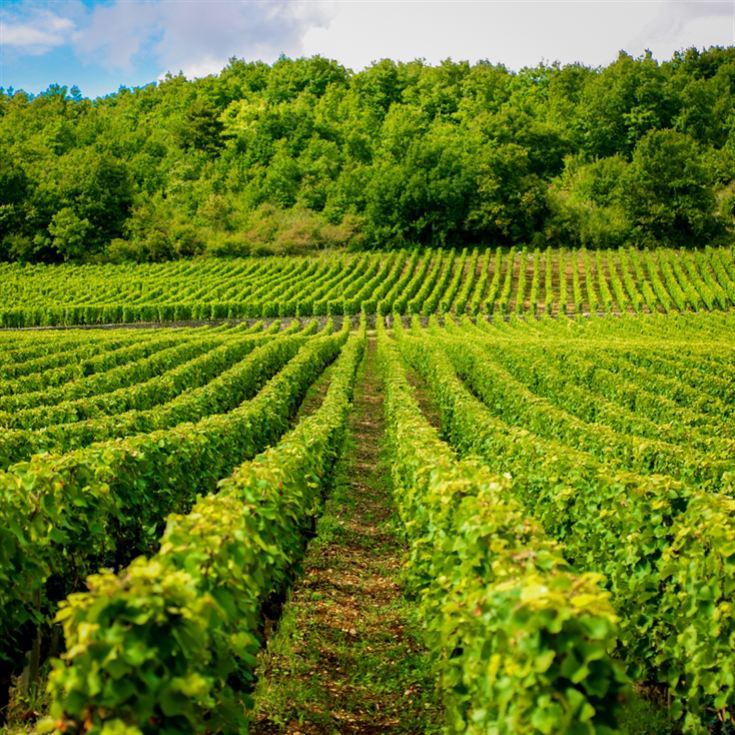 Tour and Tasting for Two at The Velfrey Vineyard product image