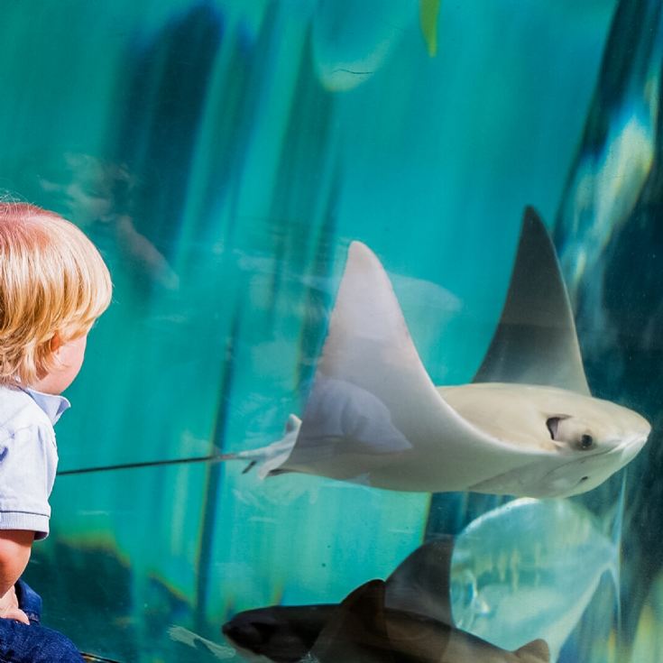 Family Entrance to SEA LIFE London Aquarium & Meal at Las Iguanas product image