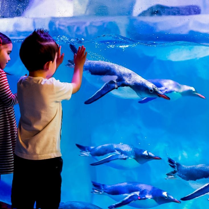 Family Entrance to SEA LIFE London Aquarium & Meal at Las Iguanas product image