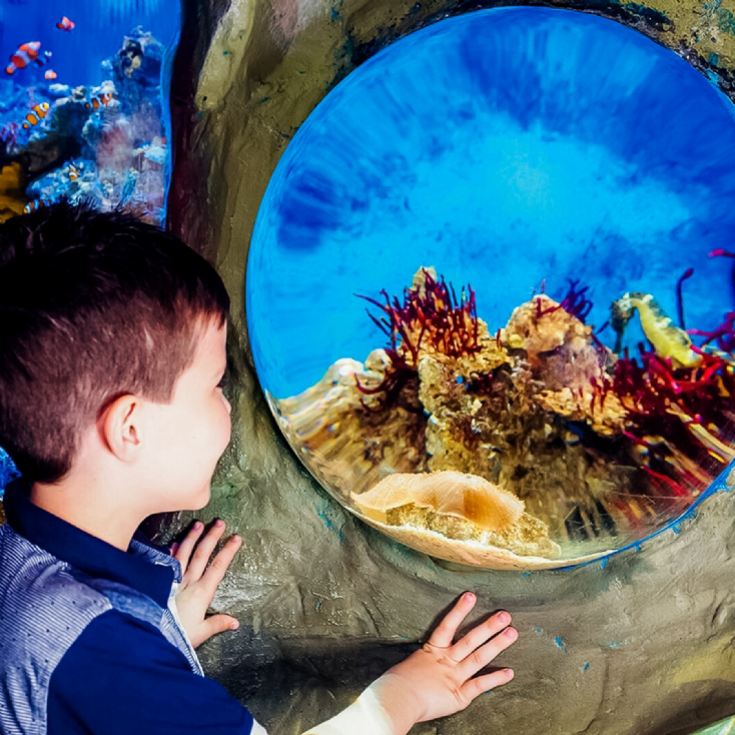 Family Entrance to SEA LIFE London Aquarium & Meal at Las Iguanas product image