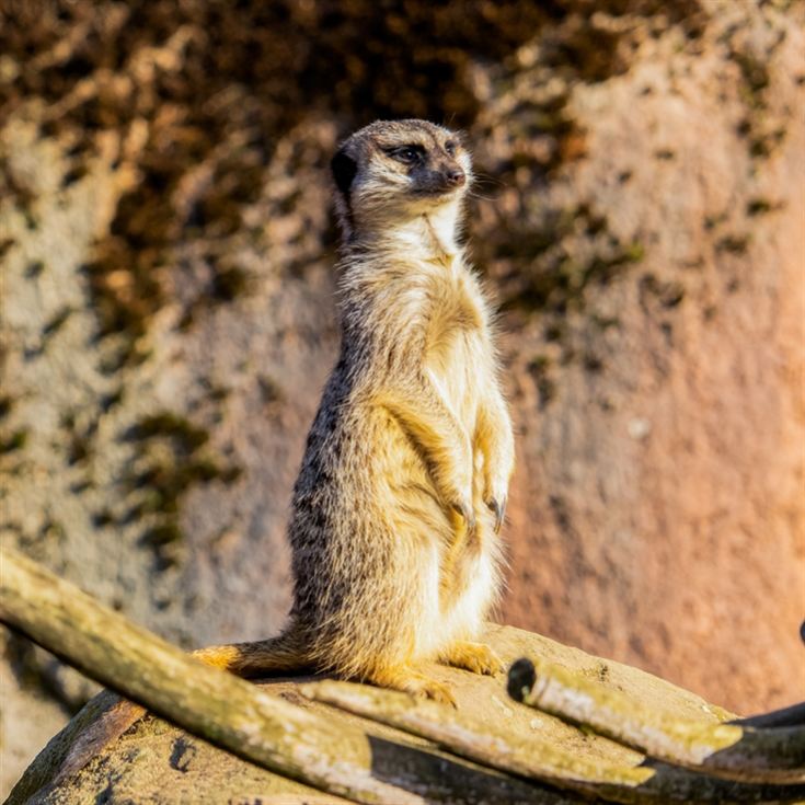Meerkat Encounter for Two at Ark Wildlife Park product image
