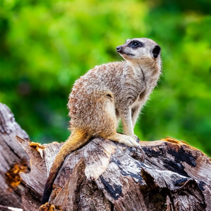 Meerkat Encounter for Two at Ark Wildlife Park product image