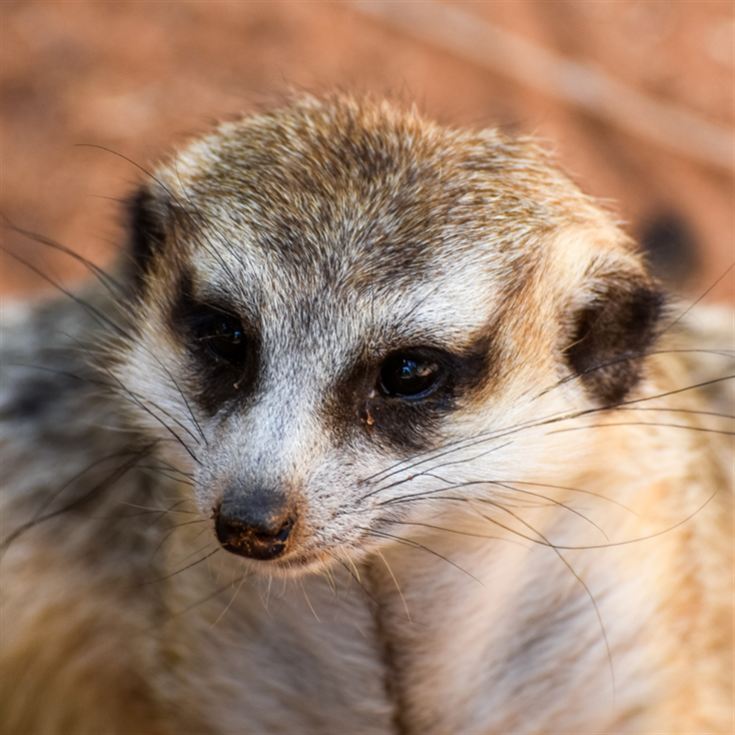 Meerkat Encounter for Two at Ark Wildlife Park product image