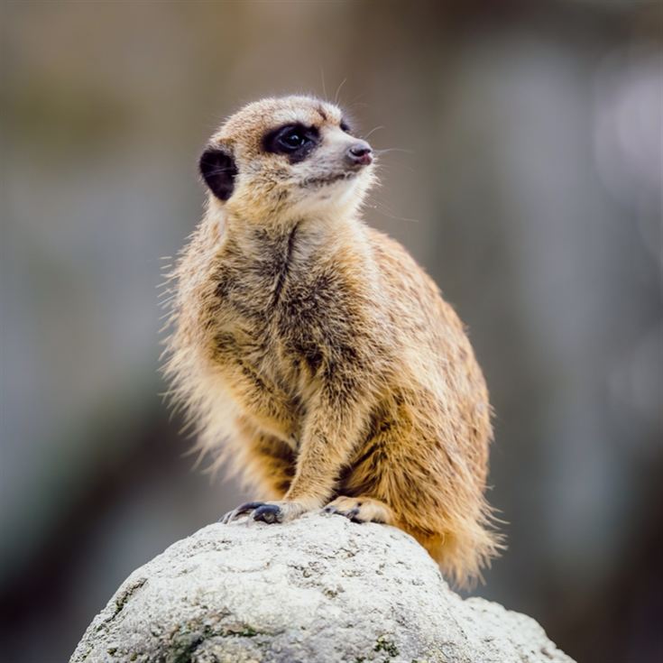 Meerkat Encounter for Two at Ark Wildlife Park product image