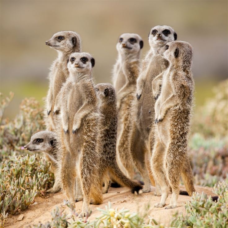 Meerkat Encounter for Two at Ark Wildlife Park product image