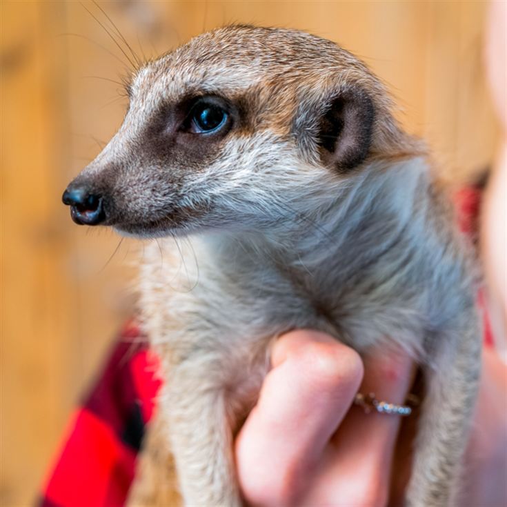 Meerkat Encounter for Two at Ark Wildlife Park product image