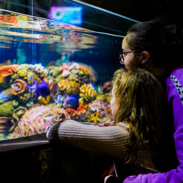 One Day Entrance to Chessington World of Adventures Resort for Two product image