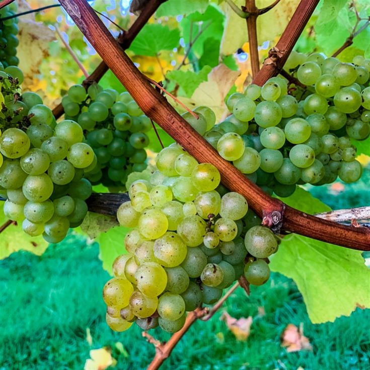 Vineyard Tour and Tasting at Chafor Wine Estate product image