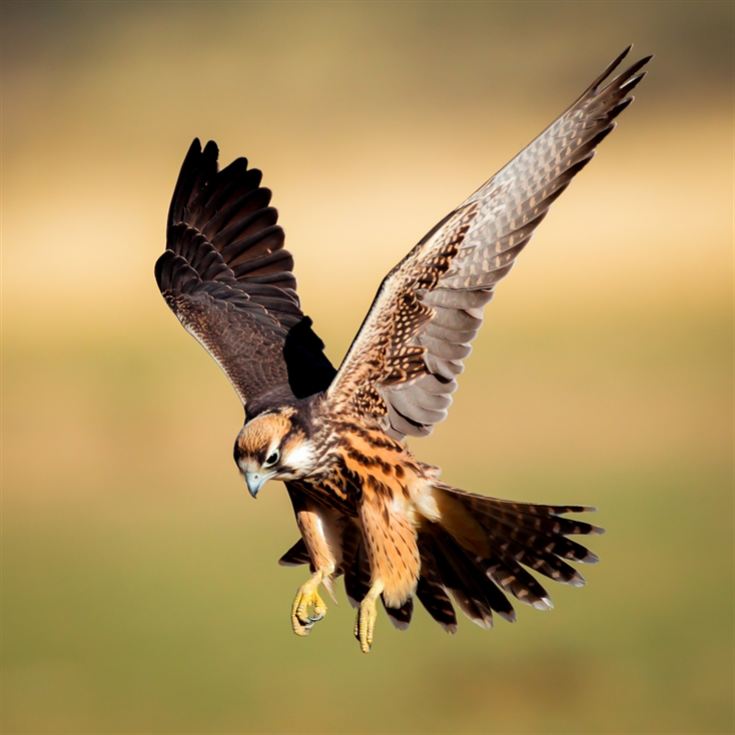 Half Day Introduction to Falconry product image