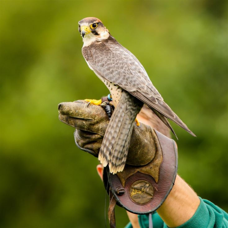 Half Day Introduction to Falconry product image