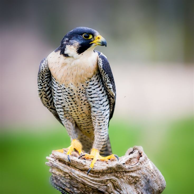 Half Day Introduction to Falconry product image