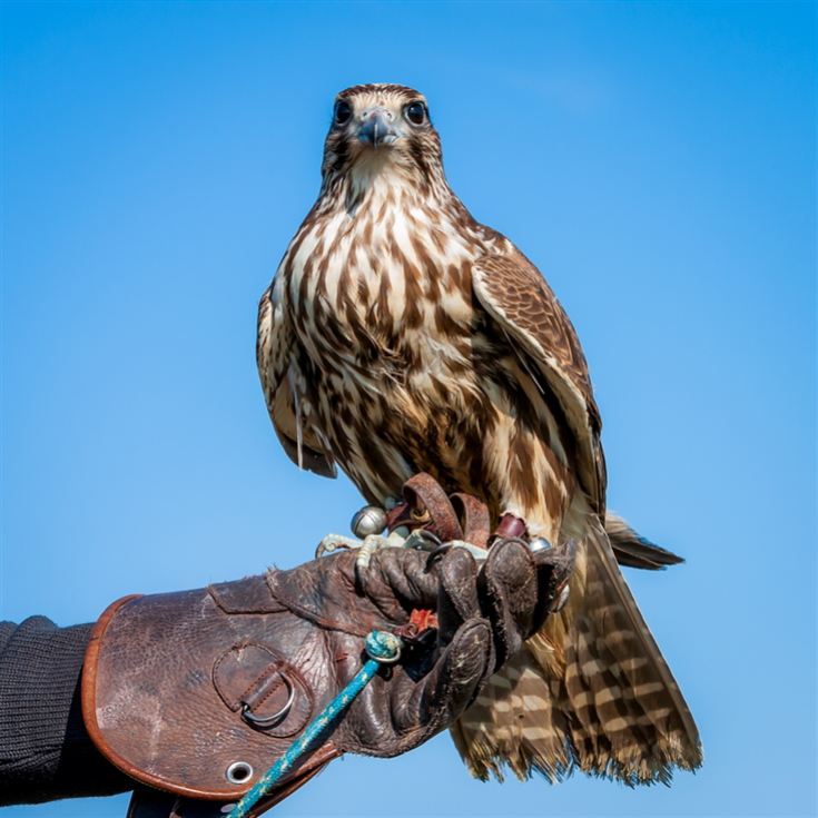 Half Day Introduction to Falconry product image