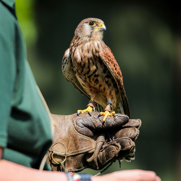 Falconry Taster Experience product image