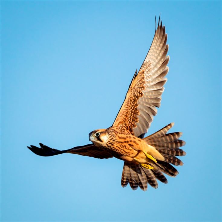 Falconry Taster Experience product image