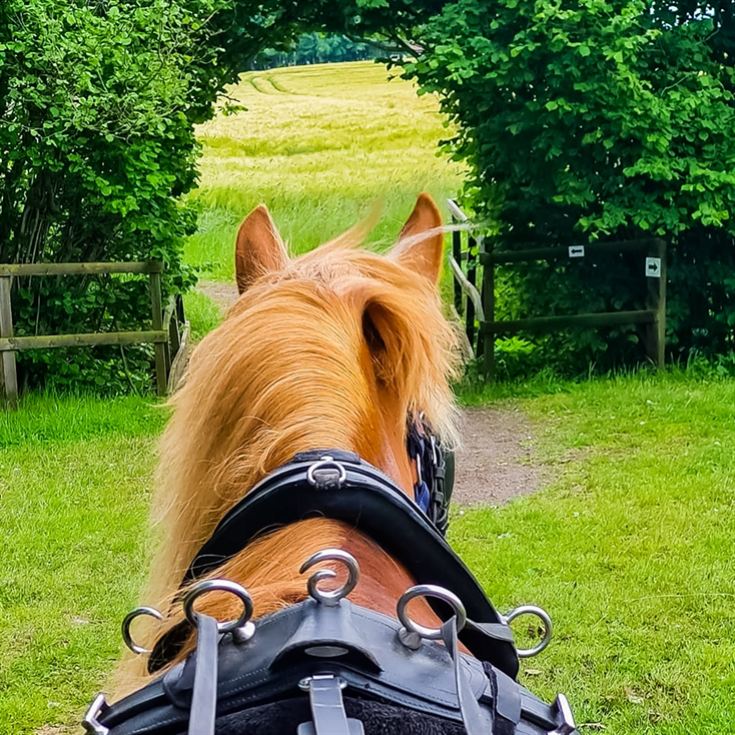 Horse Drawn Carriage Ride with Cream Tea for Four product image