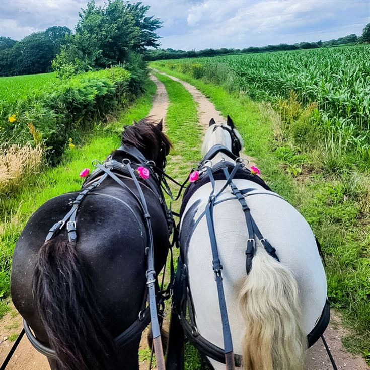 Horse Drawn Carriage Ride with Cream Tea for Four product image