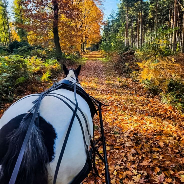 Horse Drawn Carriage Ride with Cream Tea for Four product image