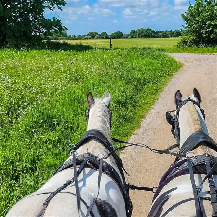 Horse Drawn Carriage Ride with Cream Tea for Four product image