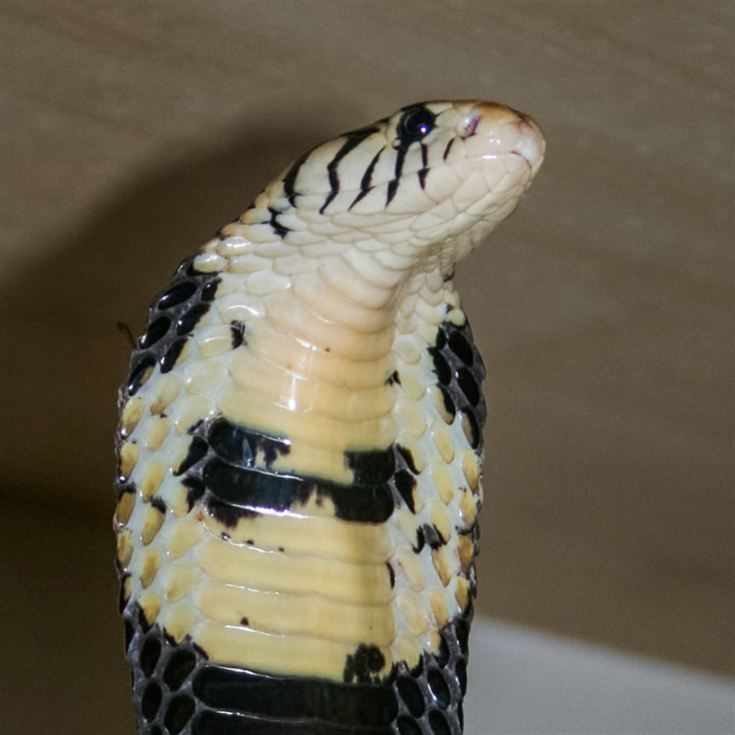 Venomous Snake Tour  product image