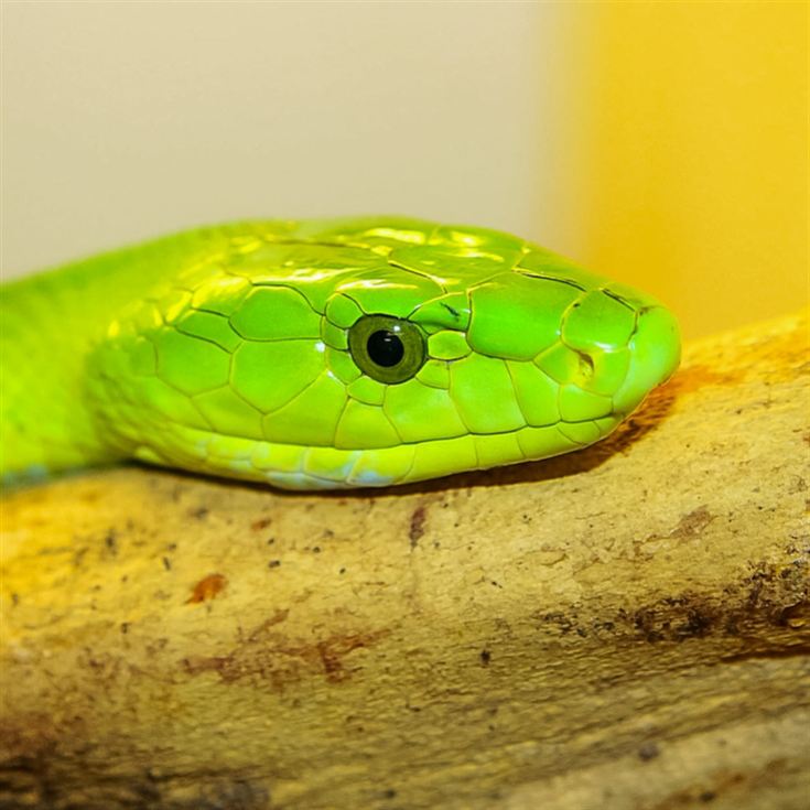 Venomous Snake Tour  product image